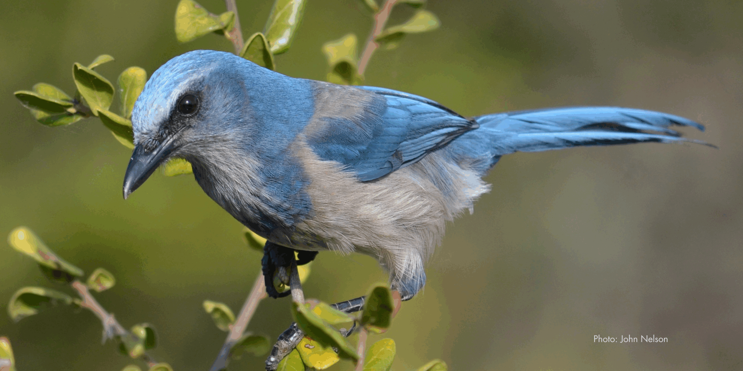 Scrub Jay perched on branch