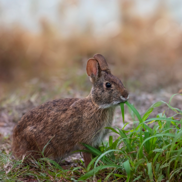 a marsh rabbit curiously looking while eating grass