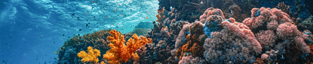 Coastal Lecture Series: Sea Turtles event image