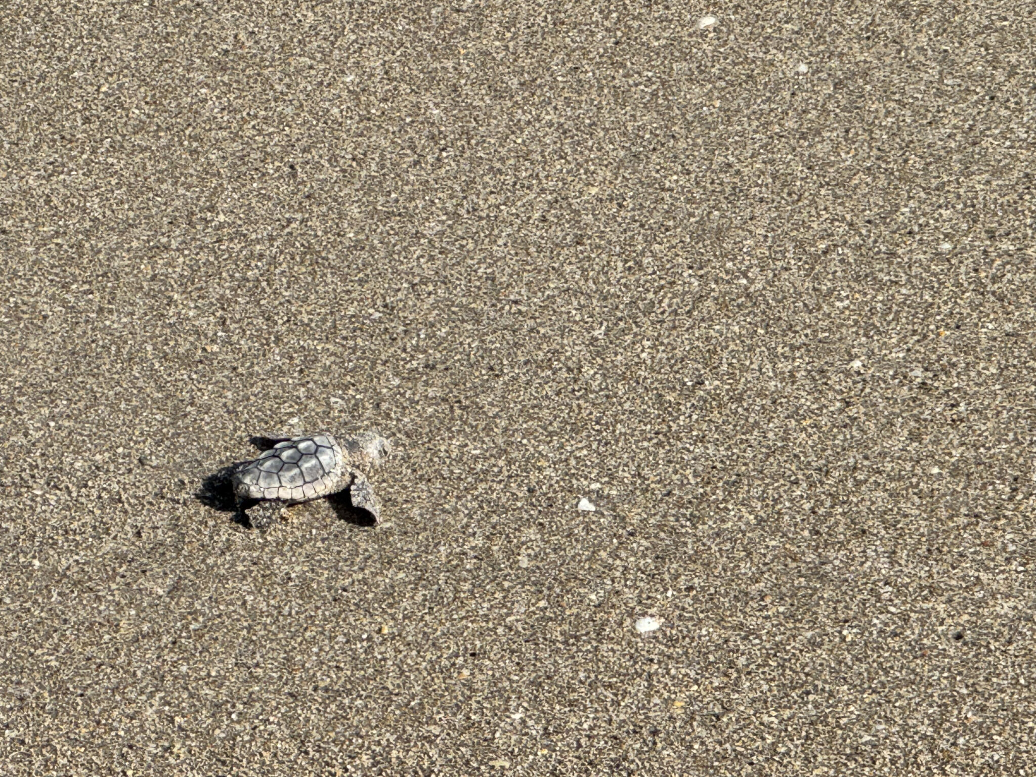image of a loggerhead sea turtle hatchling making its way across the sand to the ocean
