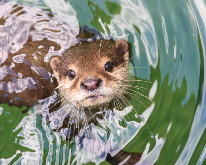 image of a river otter peering out of the water