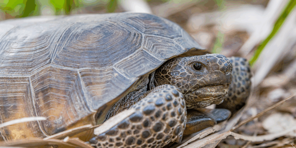 a gopher tortoise peering out of its shell