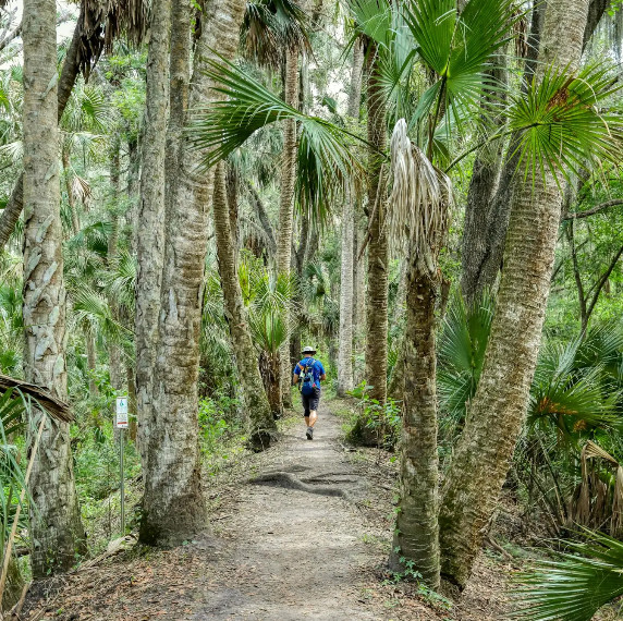Woods & Wisdom: Sunrise Forest Walk + Yoga event image