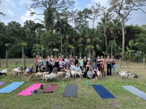 Group of people going goat yoga on the farm