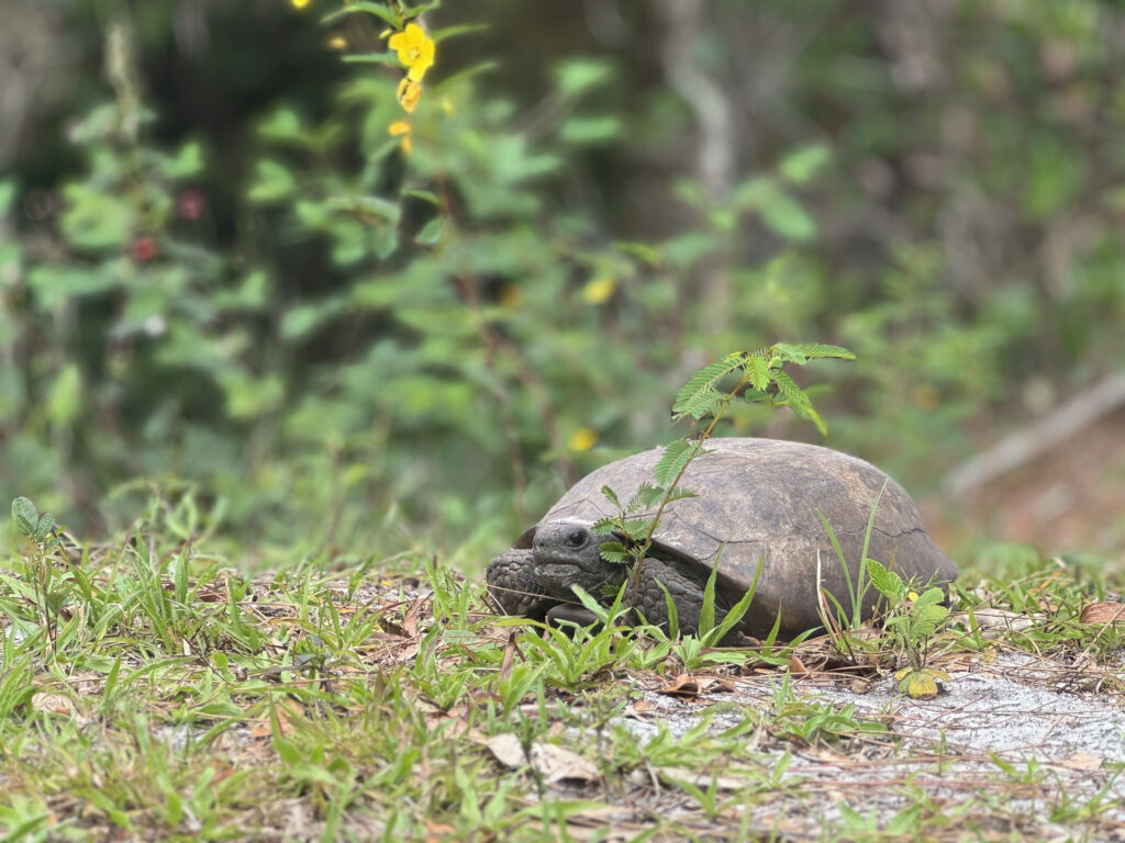 Gopher Tortoises Nature Walk event image