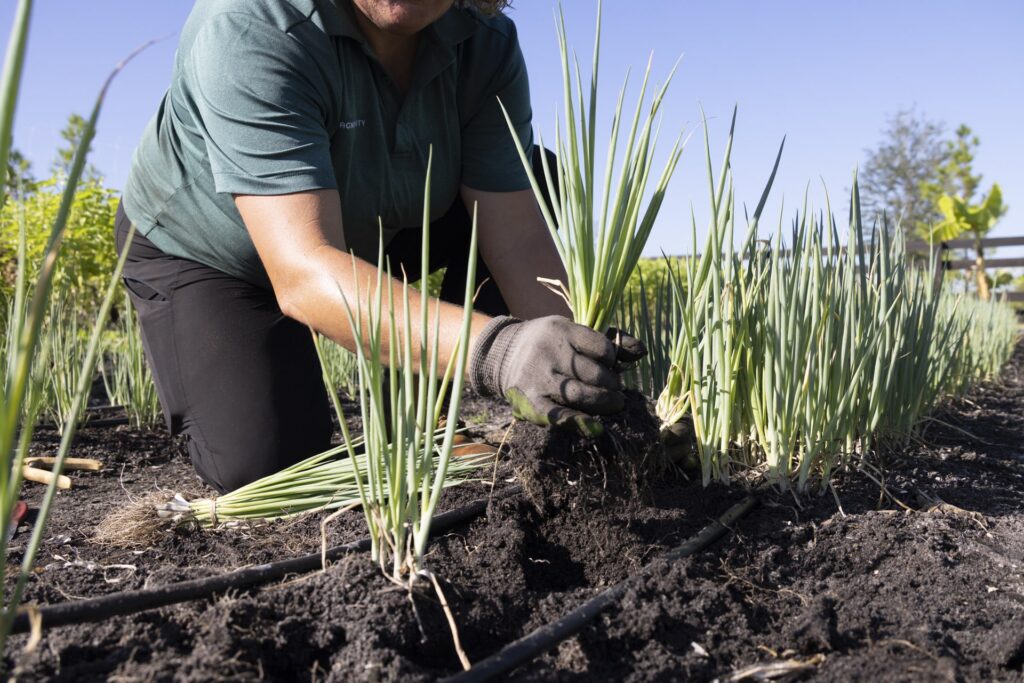 Simply Rooted Farm Class: Spring into Growth event image