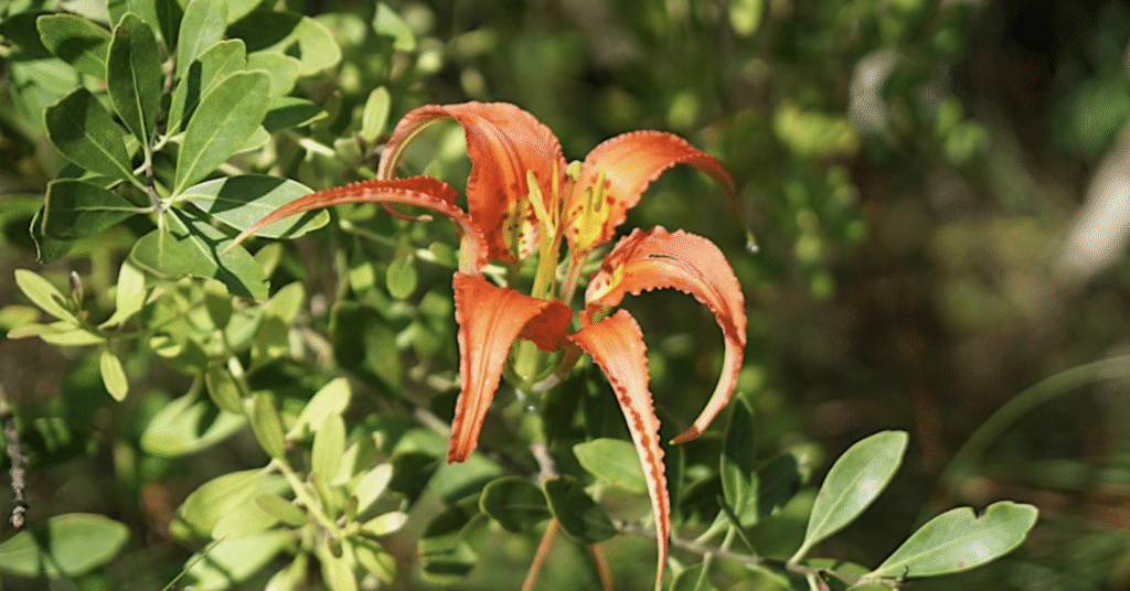 Wetland Blooms Nature Walk: Wildflower Series event image