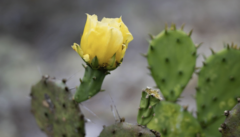 Rare Blooms Nature Walk: Wildflower Series event image