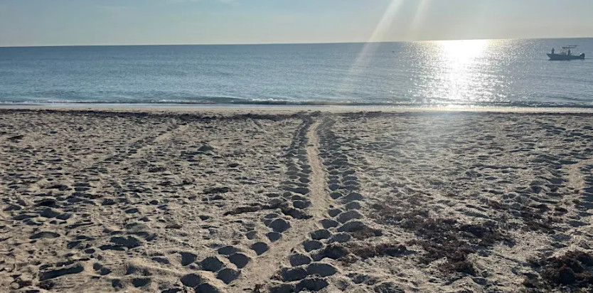 Stories in the Sand: Morning Beach Walk event image