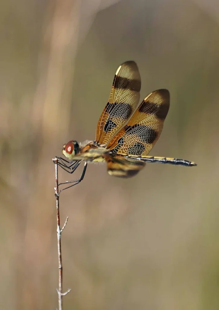 April Kids Nature Program event image