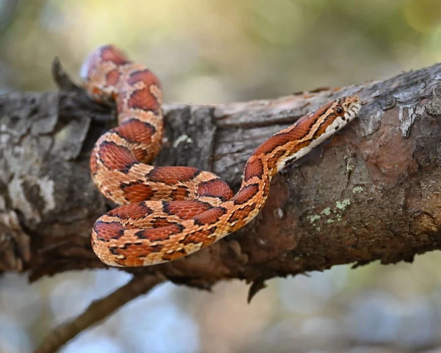 Sunday Snake Brunch event image