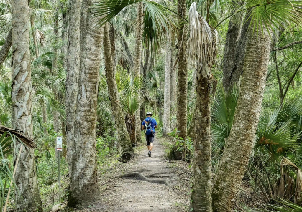 Woods & Wisdom: Sunrise Forest Walk and Yoga event image