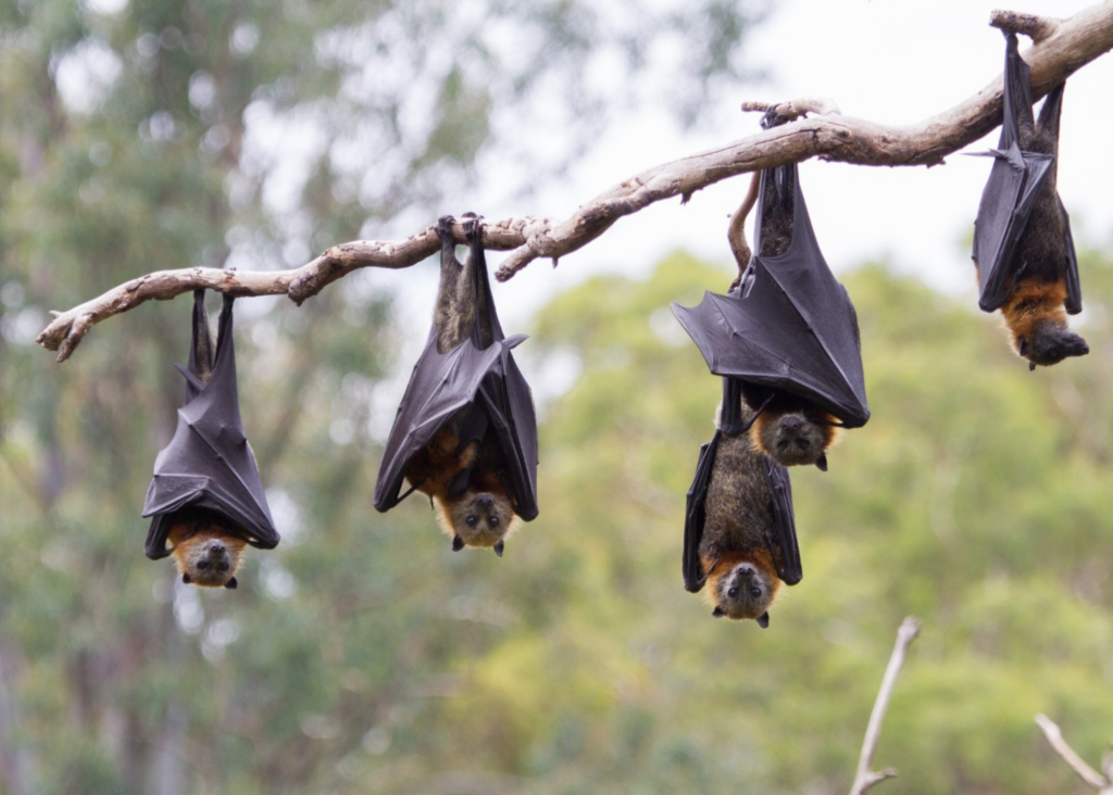 Nocturnal Wonders: Life of Bats Nature Walk event image