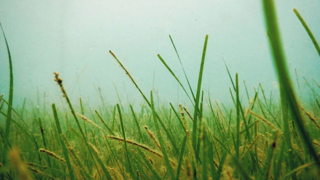 Coffee & Conservation event image