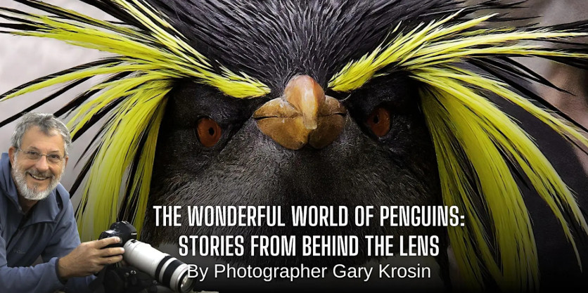The Wonderful World of Penguins Lecture event image
