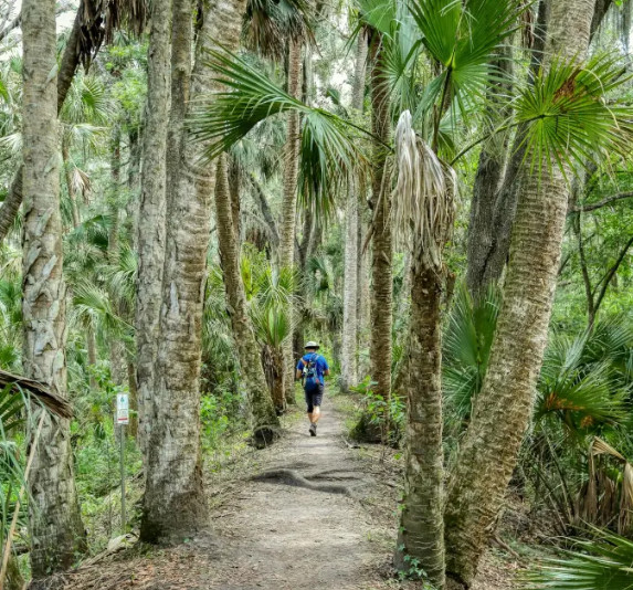 Woods and Wisdom: Sunrise Forest Walk + Yoga event image