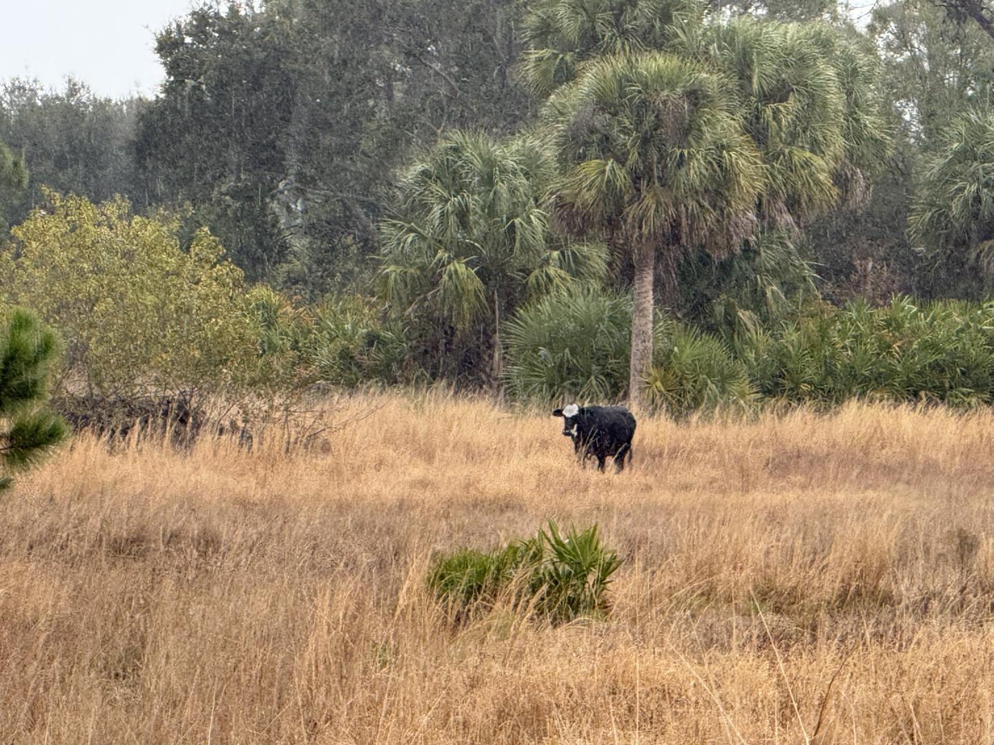 cow at bar-b ranch