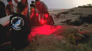 Sea Turtle at Night