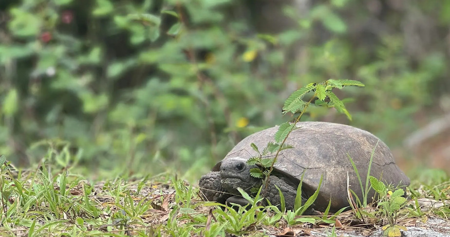 Gopher Tortoise Nature Walk event image