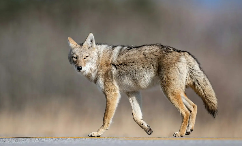 Coyote