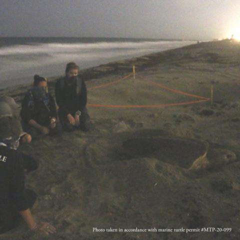 Nighttime Sea Turtle Walk event image
