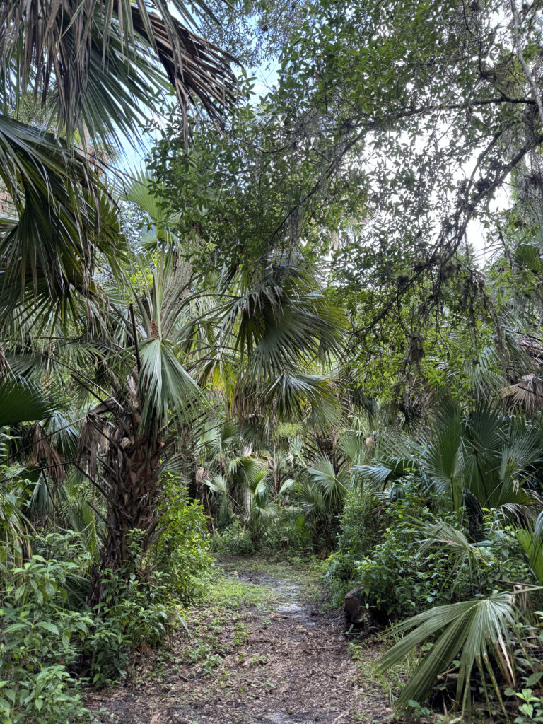 Tropical Forest Hiking Adventure event image