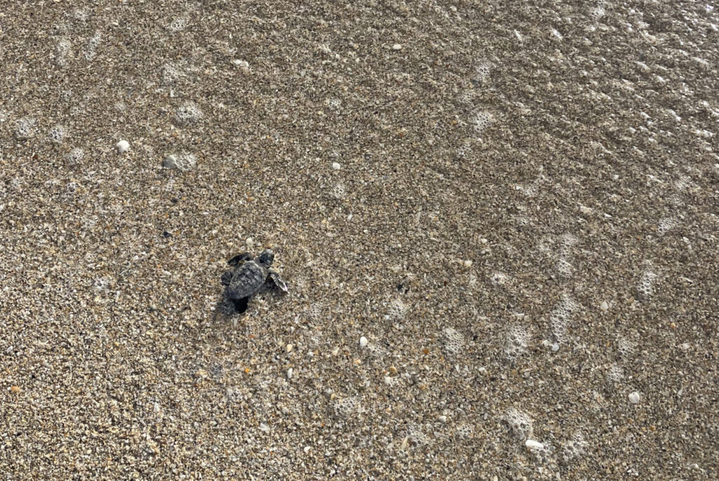 Sea Turtle Nest Excavations event image