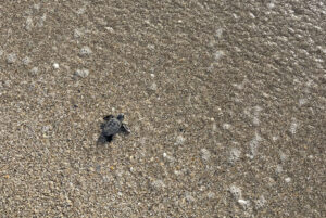 Sea Turtle Hatchling