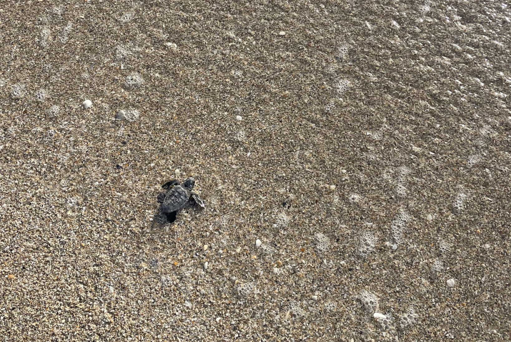 Sea Turtle Hatchling