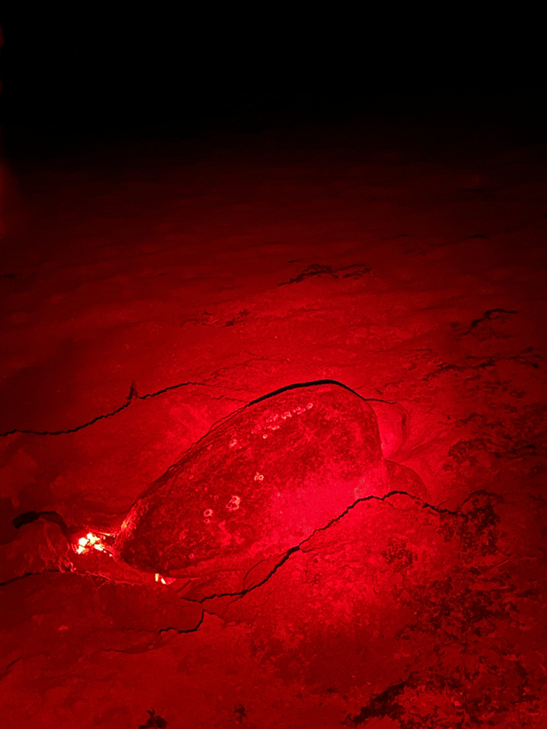 Sea Turtle at Night