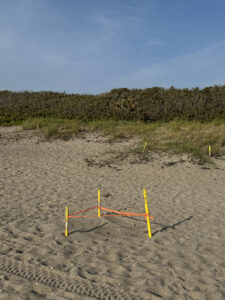 Sea Turtle Nest