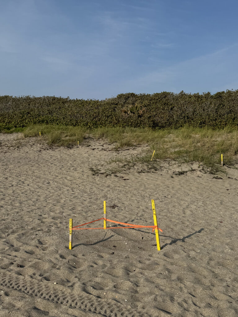 Sea Turtle Stories: Morning Beach Walk event image