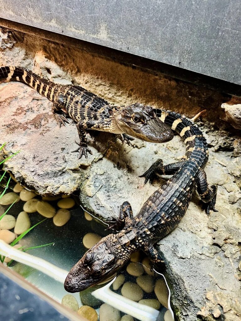Tales and Scales: Alligator Encounter event image