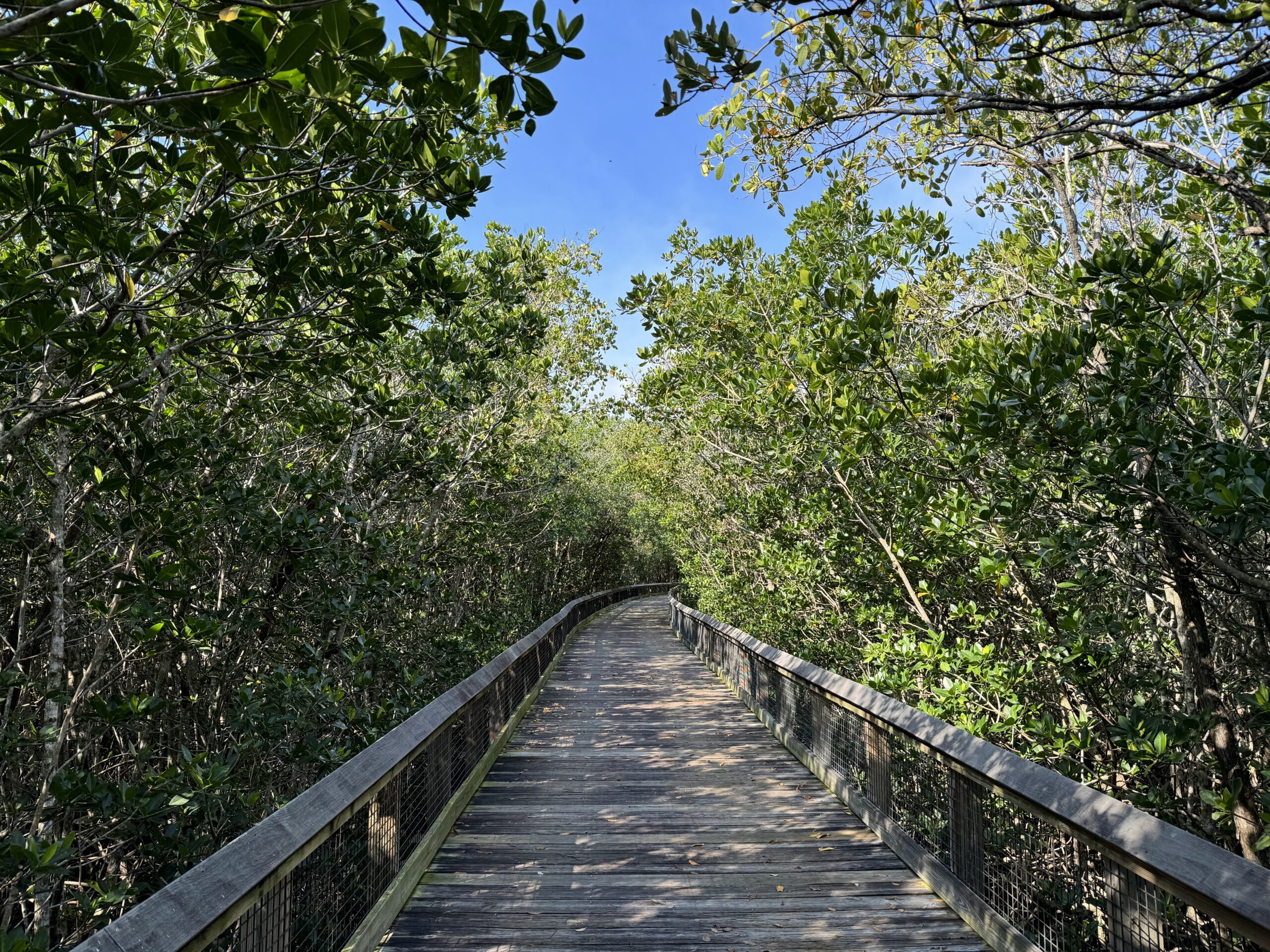 Mangrove Boardwalk