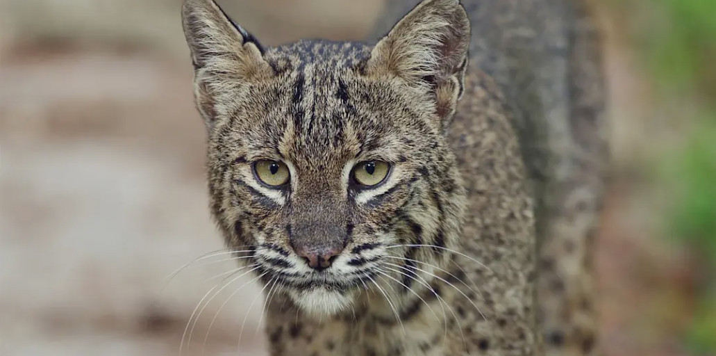 Florida Bobcat