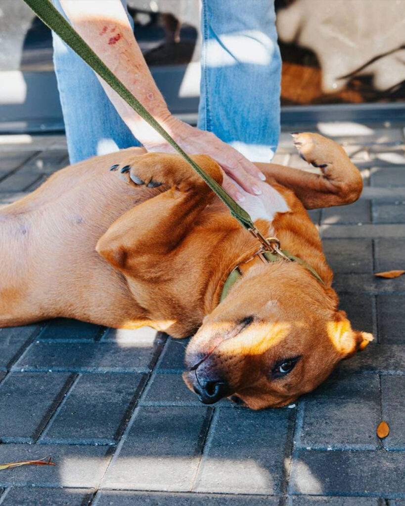 Puppy Yoga event image