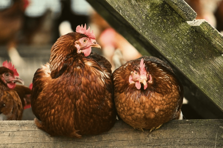 Farm Class: Chickens