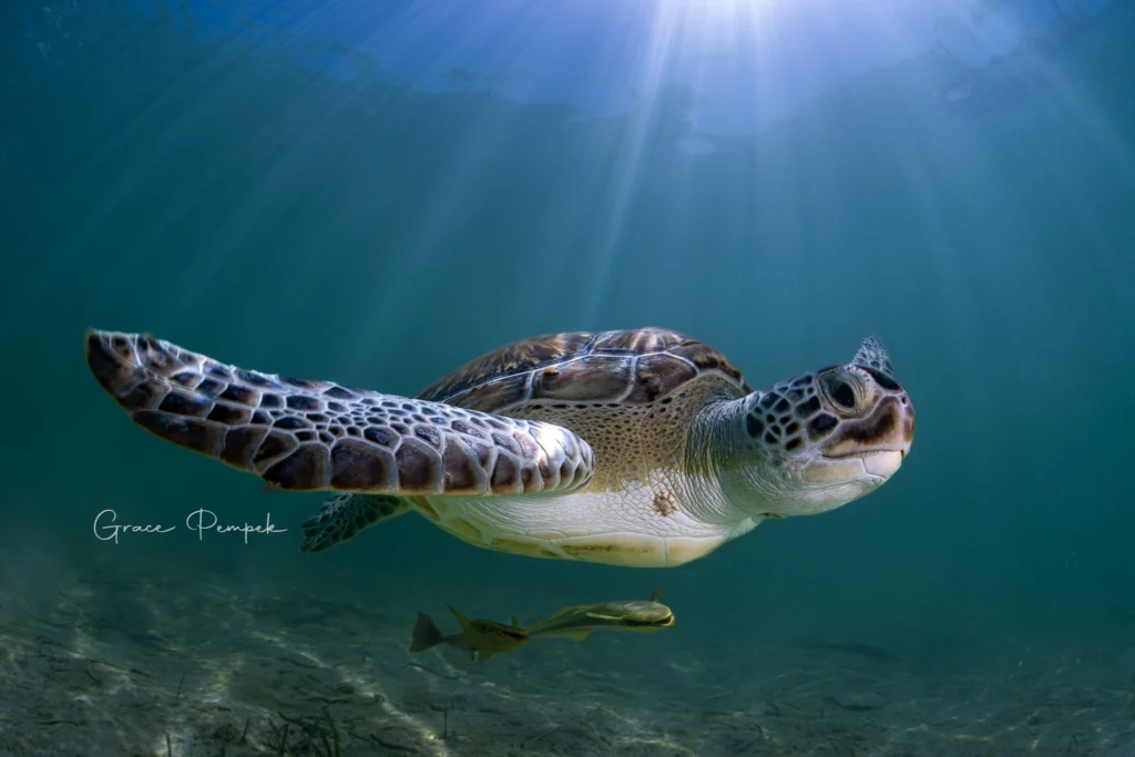 Sea Turtle underwater