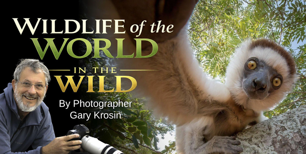 Wildlife in the World in the Wild event image