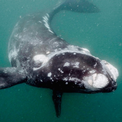 Right Whale