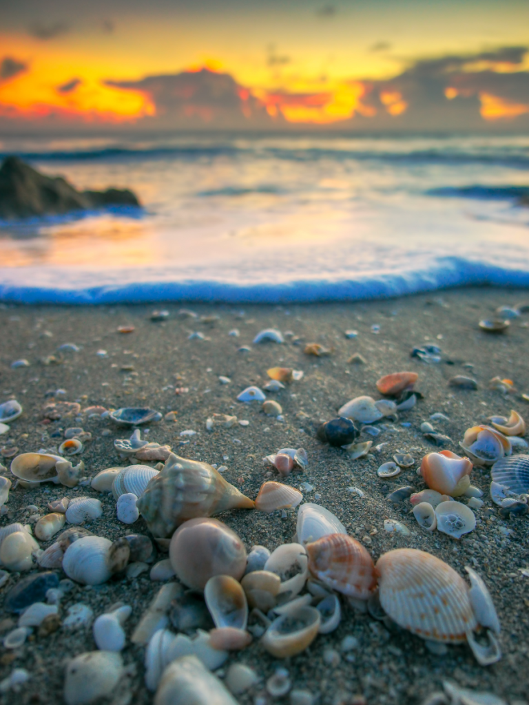 seashells on beach