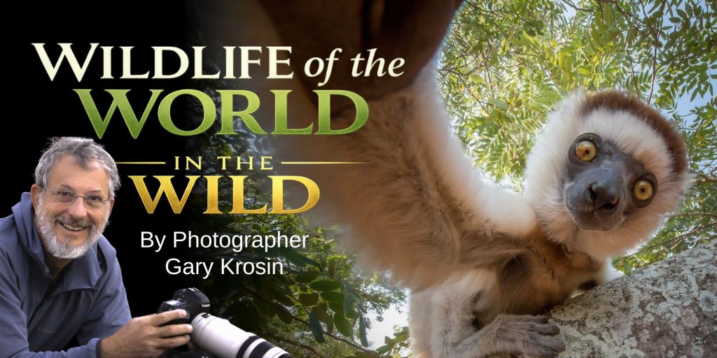 Wildlife of the World in the Wild event image