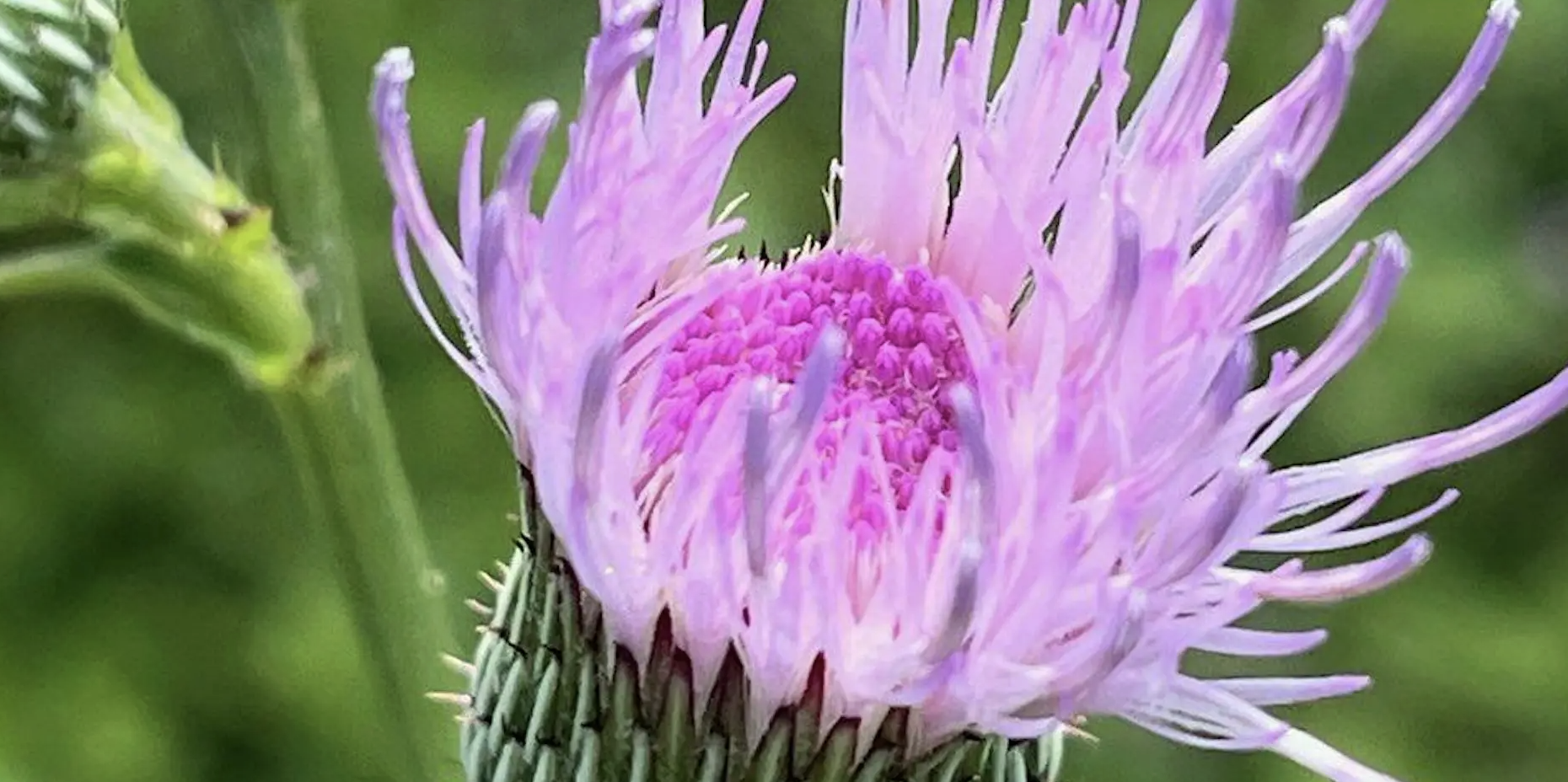 Fall Wildflowers
