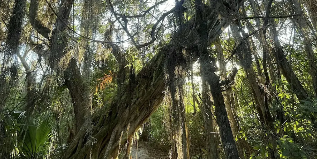 Creepy Creatures: Halloween Nature Walk event image