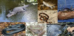 Alligator Nature Walk