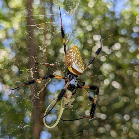 spider